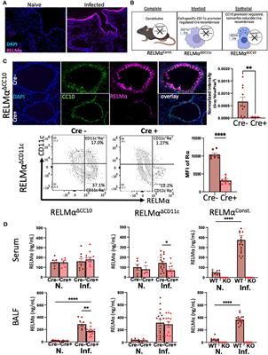 Myeloid- and epithelial-derived RELMα contribute to tissue repair following lung helminth infection